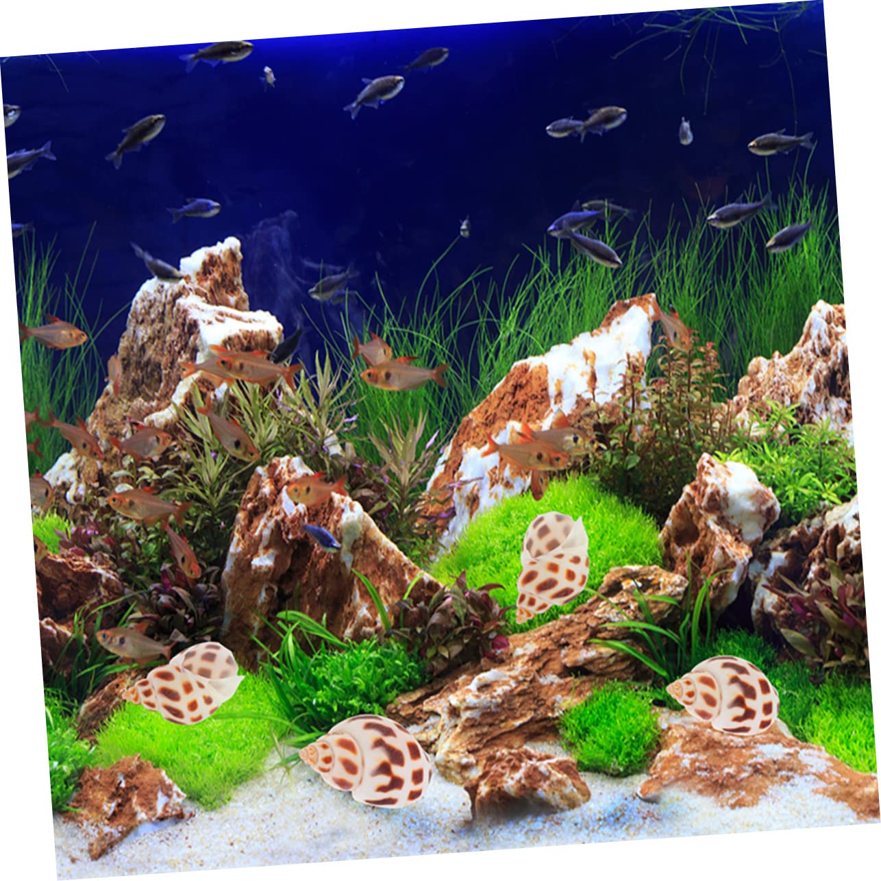 Cabilock 2 Set Conchiglia Vuoto Mare Granchio Eremita Carro Armato di Pesci di Ghiaia Coperchio Decor Ocean Oyster Beach Conchiglie Versare Spiaggia Fish Tank Decor Conchiglia 160 Pezzi * 2