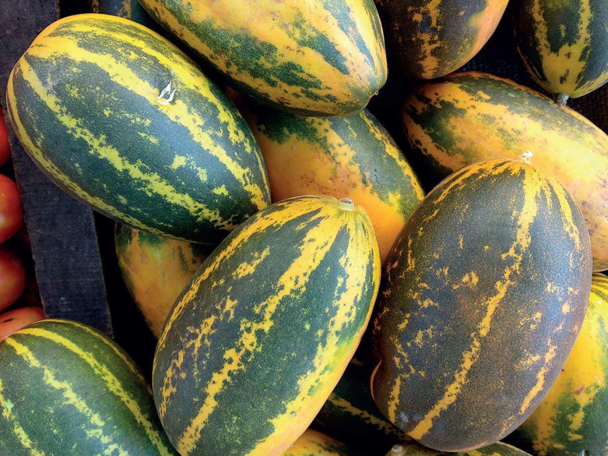 Golden Hills Farm High Yield Sambar Cucumber Dosakaya/Vellari/Madras Cucumber, Mangalore Cucumber 150+ seeds (B0CJJQPC57) Amazon Price History, Amazon Price Tracker