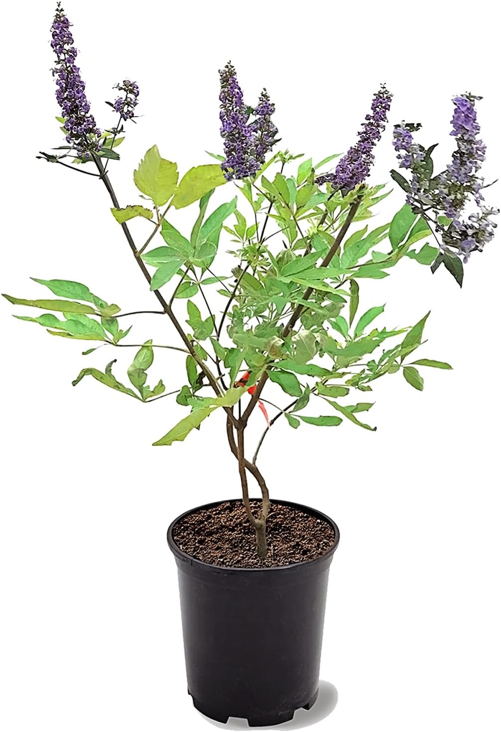 Shoal Creek Vitex or Chastetree, Long Blooming Violet Clusters, Aromatic, Deciduous, 12-18 in. Tree Height, 1 gal. Nursery Pot (Due to Agricultural Laws, we Cannot Ship to CA, AZ, AK, or HI)