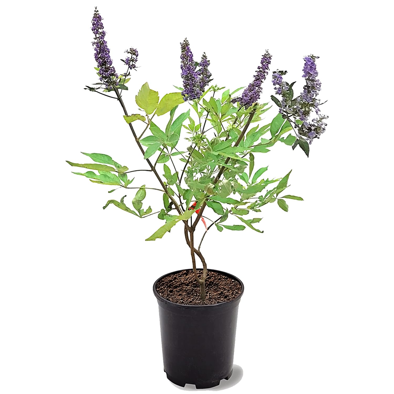 Shoal Creek Vitex 1 gallon
