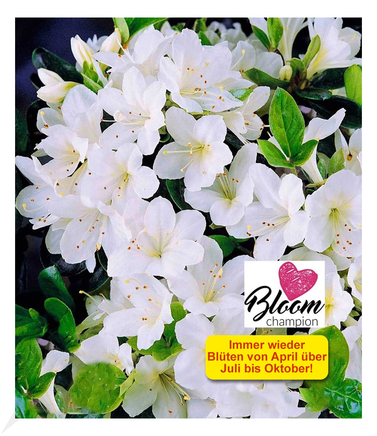 BALDUR Garten Durchblhende Azalee 'Bloom Champion' wei 1 Pflanze,  Rhododendron obtusum winterhart, bienenfreundlich, fr Standort im Schatten  geeignet, blhend : Amazon.de: Garten