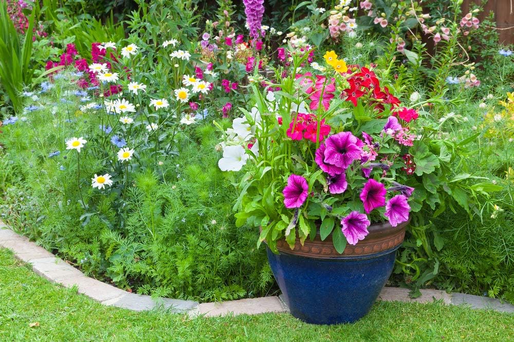 Mosquito Repellent Flowers Seeds, Anti Mosquito Plant Seeds Mix