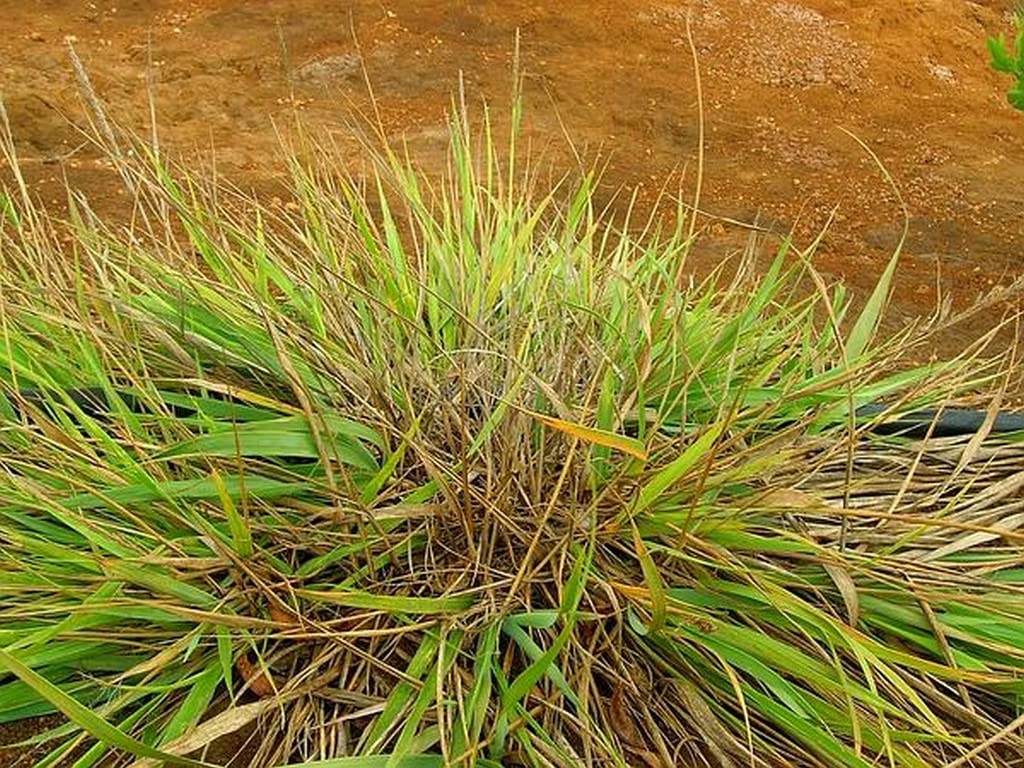 Buy Creative Farmer Darbha Grass (Desmostachya Bipinnat) Kusha