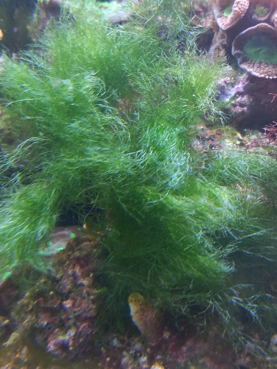 Saltwater Marine Macro Algae Plant Refugium Live Coral Frag