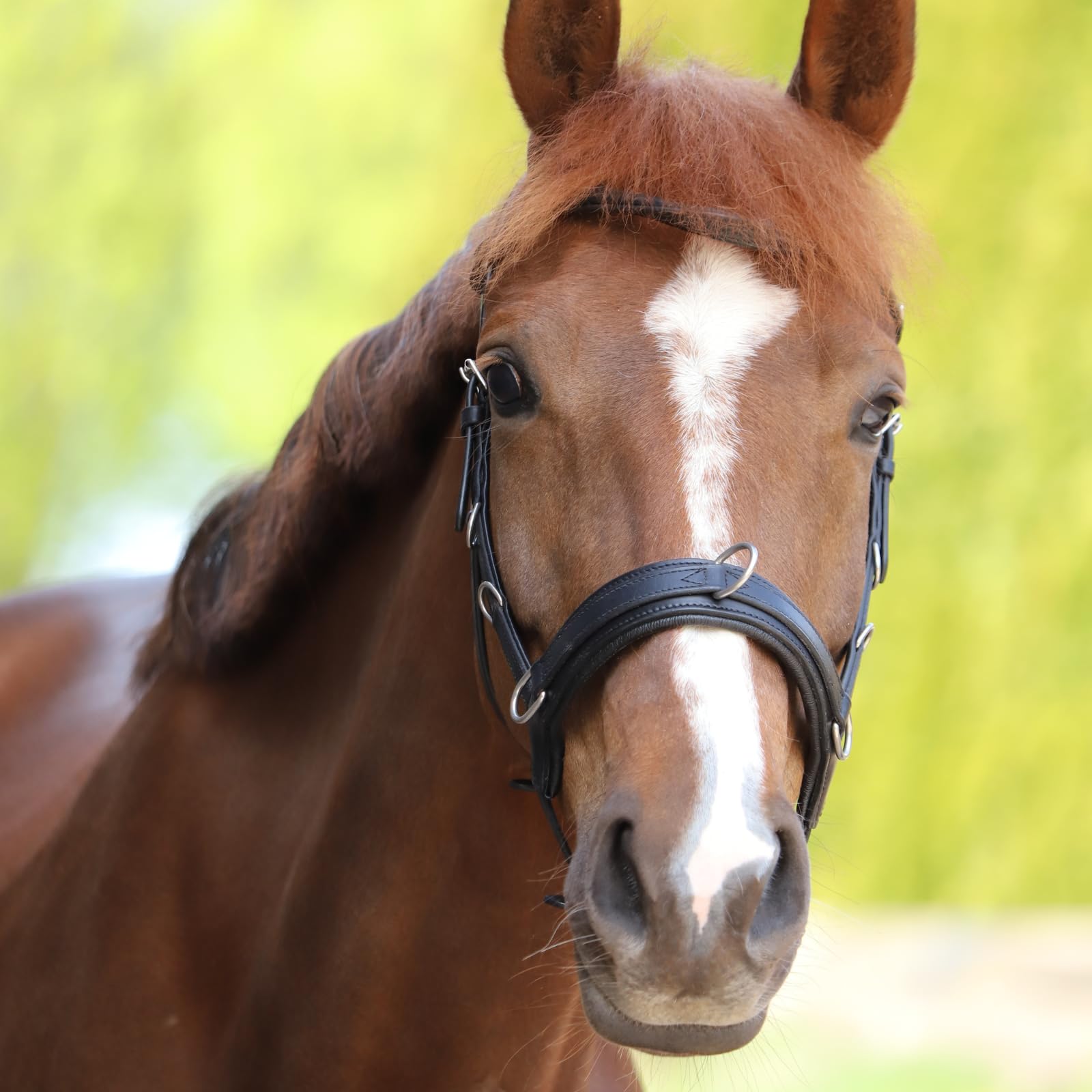 Marengos - Lederkappzaum Anatomic – Kappzaum aus Echtleder – anatomisch & gepolstert – Edelstahl-Beschläge – ideal zum Longieren & Bodenarbeit – braun o. schwarz – Pony, Warm- & Vollblut