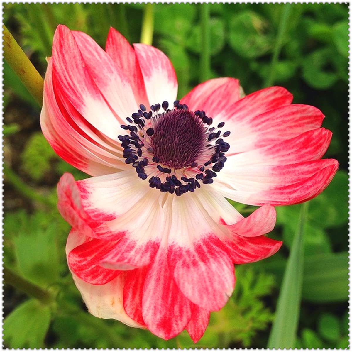 CRTGWAnemone Seeds/Wedding DEA Pop Pianta Magica Parco Decorazione Affascinante Floreale 6 Lampadine: seeds