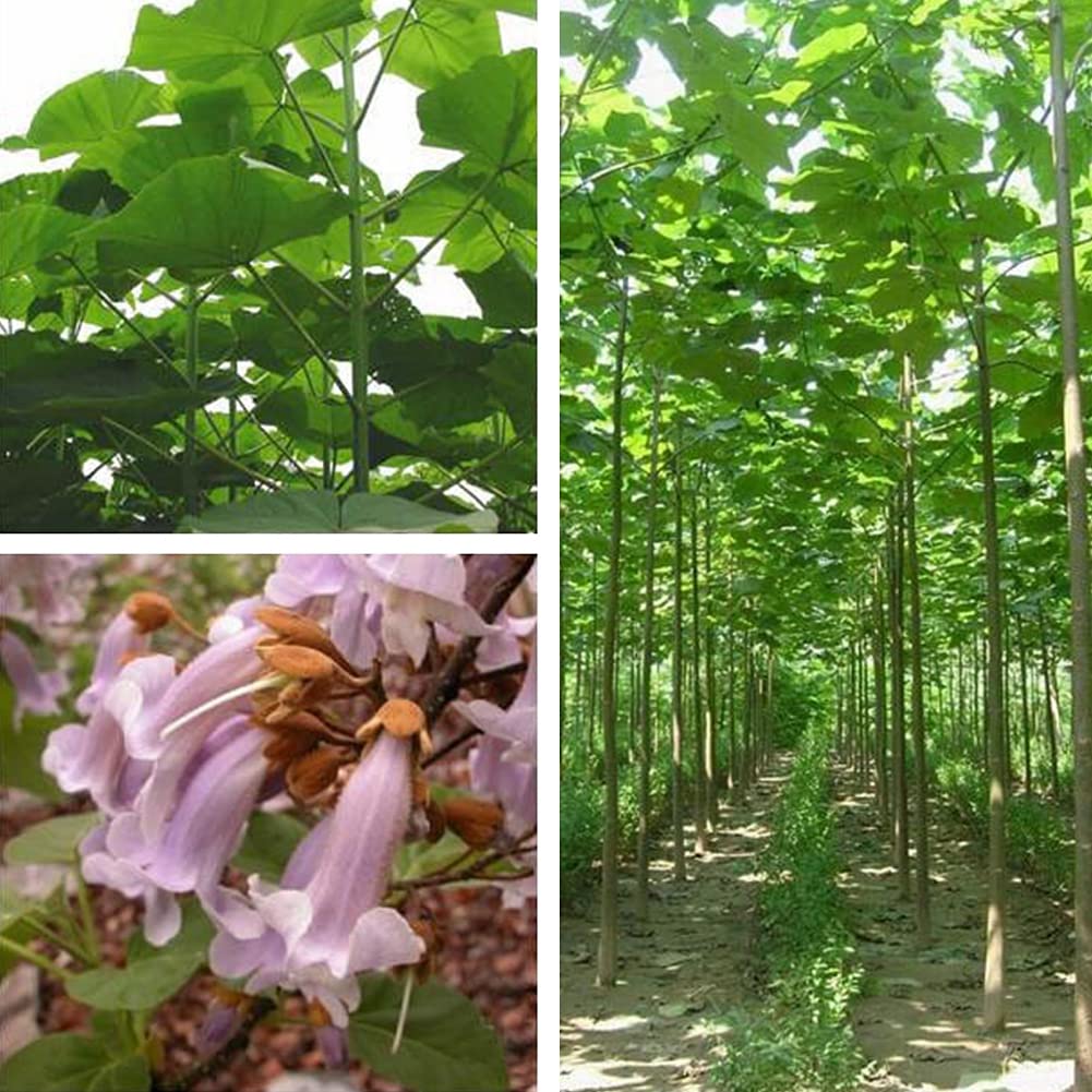 Saterkali Nasiona Paulownia Elongata, 100 szt. Nasiona Paulownia Elongata Las Szybko rosnące drzewo Roślina ogrodowa do domu Nasiona Paulowni