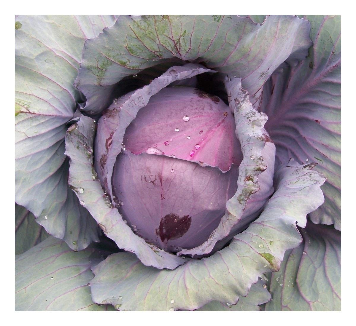 PREMIER SEEDS DIRECT - Cabbage - RED Acre - 800 Seeds