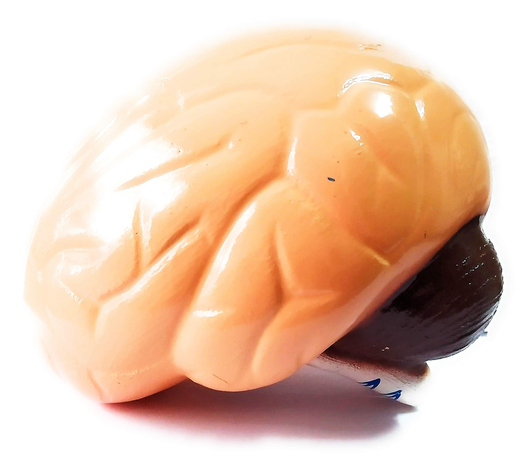 anand traders human brain model for labs and schools (B08LQY6QQL) Amazon Price History, Amazon Price Tracker