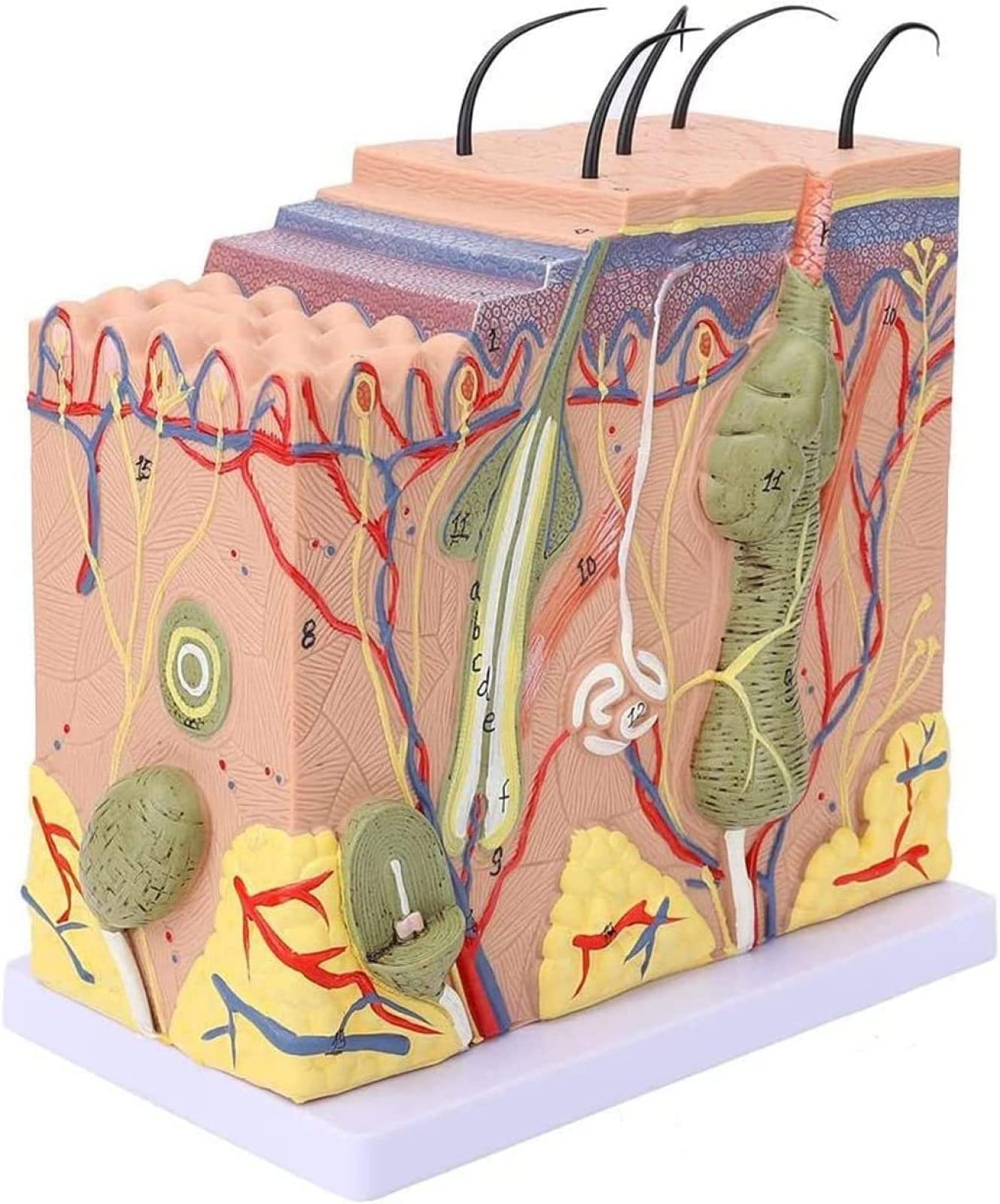 Anatomiczny Model Skóry Ludzkiej, Model Blokowy 3D Skóry Ludzkiej, Anatomia, Medycyna Dla Biologii, Chirurgia Plastyczna, Materiały Dydaktyczne, Wymagania Laboratoryjne