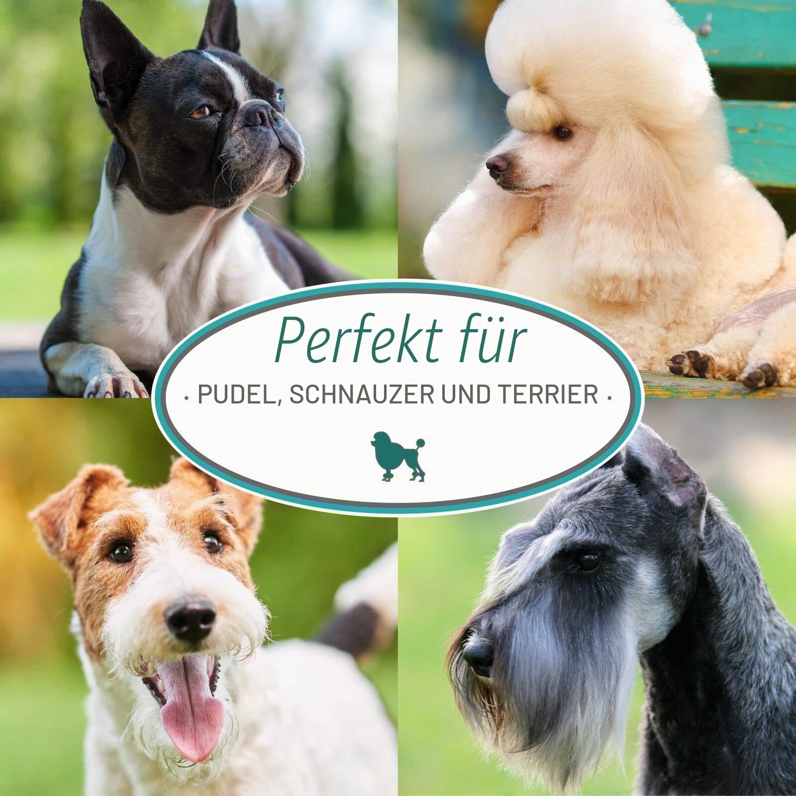 Nature's Specialties Almond Crisp Hundeshampoo - Tiefenreinigendes & Aufbauendes Hundeshampoo - Verleiht Struktur & Volumen - Ideal für Ausstellungsfelle - Lang Anhaltender Duft, 3.8L
