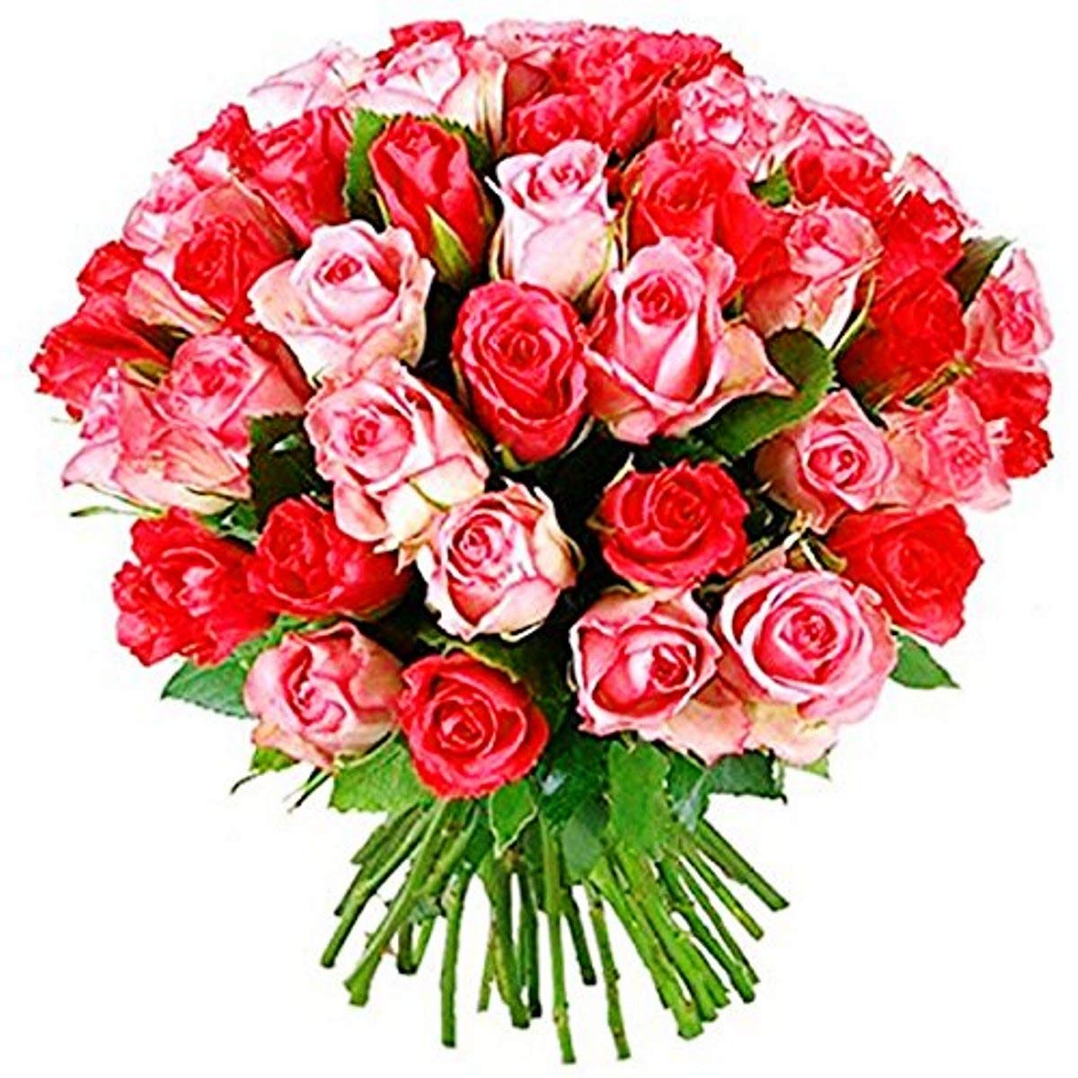 Valentine's Day Special Fresh Flowers Bunch of 12 Red & 12 Pink Roses Tied with Ribbons || TFM Valentine Day-image-13