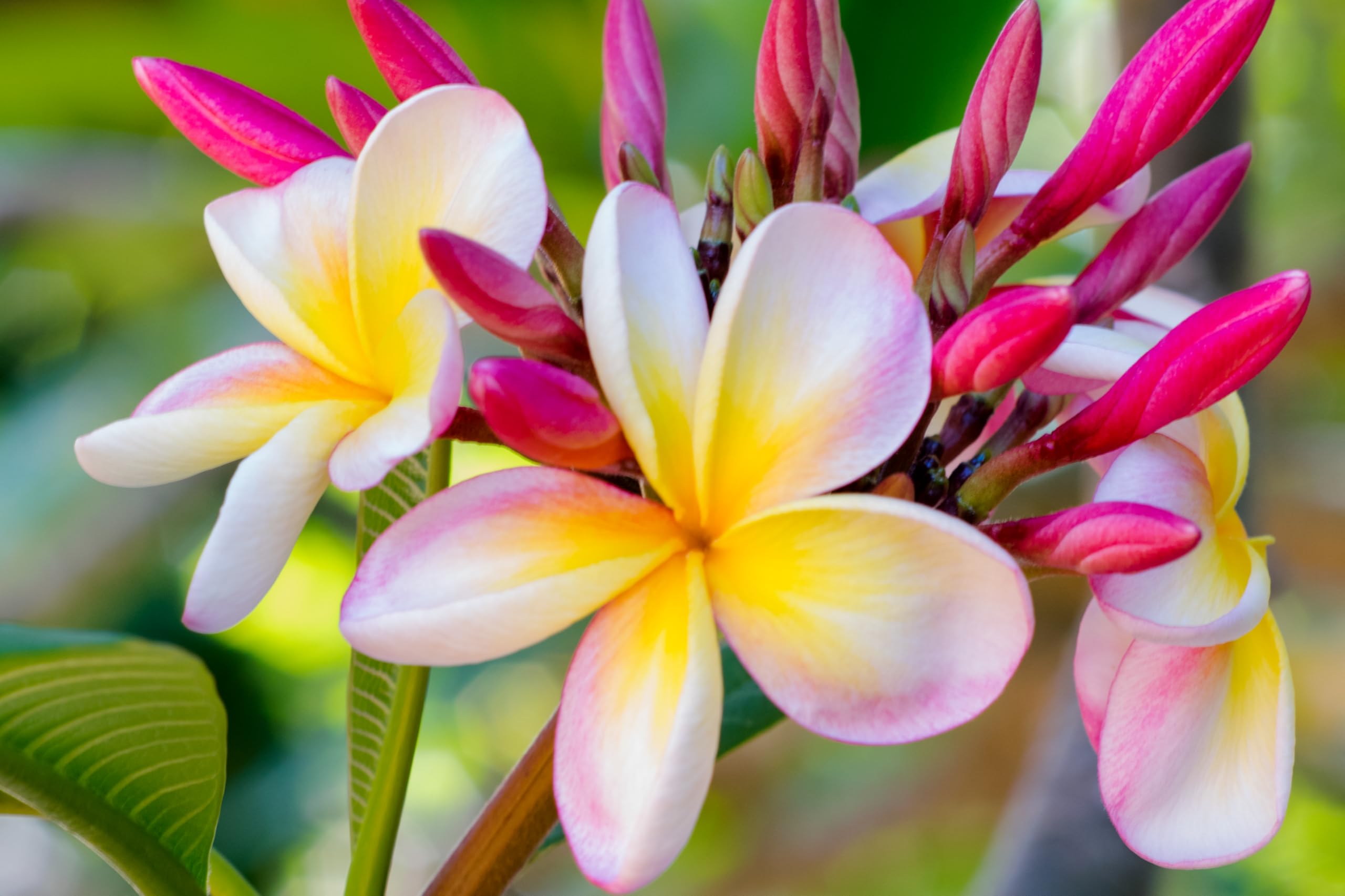 POWERS TO FLOWERS - PLUMERIA FRANGIPANI DIVINE, altezza 50cm, vaso 18, pianta vera