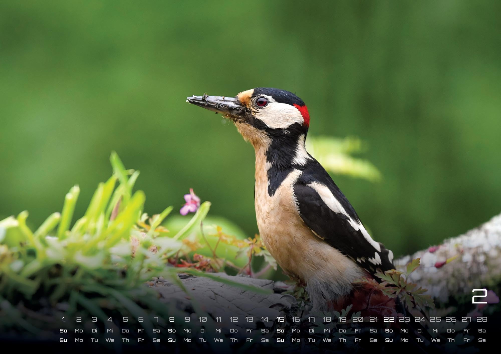 Waldtiere - Heimische Waldbewohner - Der Tierkalender - 2026 - Kalender DIN A2: Der Wandkalender mit den schönsten Waldtier-Motiven für das Jahr 2026 im extragroßen Format DIN A2 (ca. 60 x 42 cm)!
