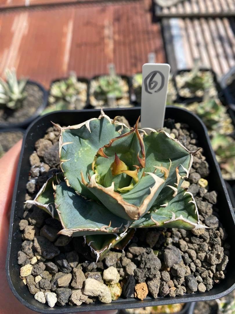 アガベ オテロイ 実生 チタノタ 【種から育成して1年】実生オテロイの