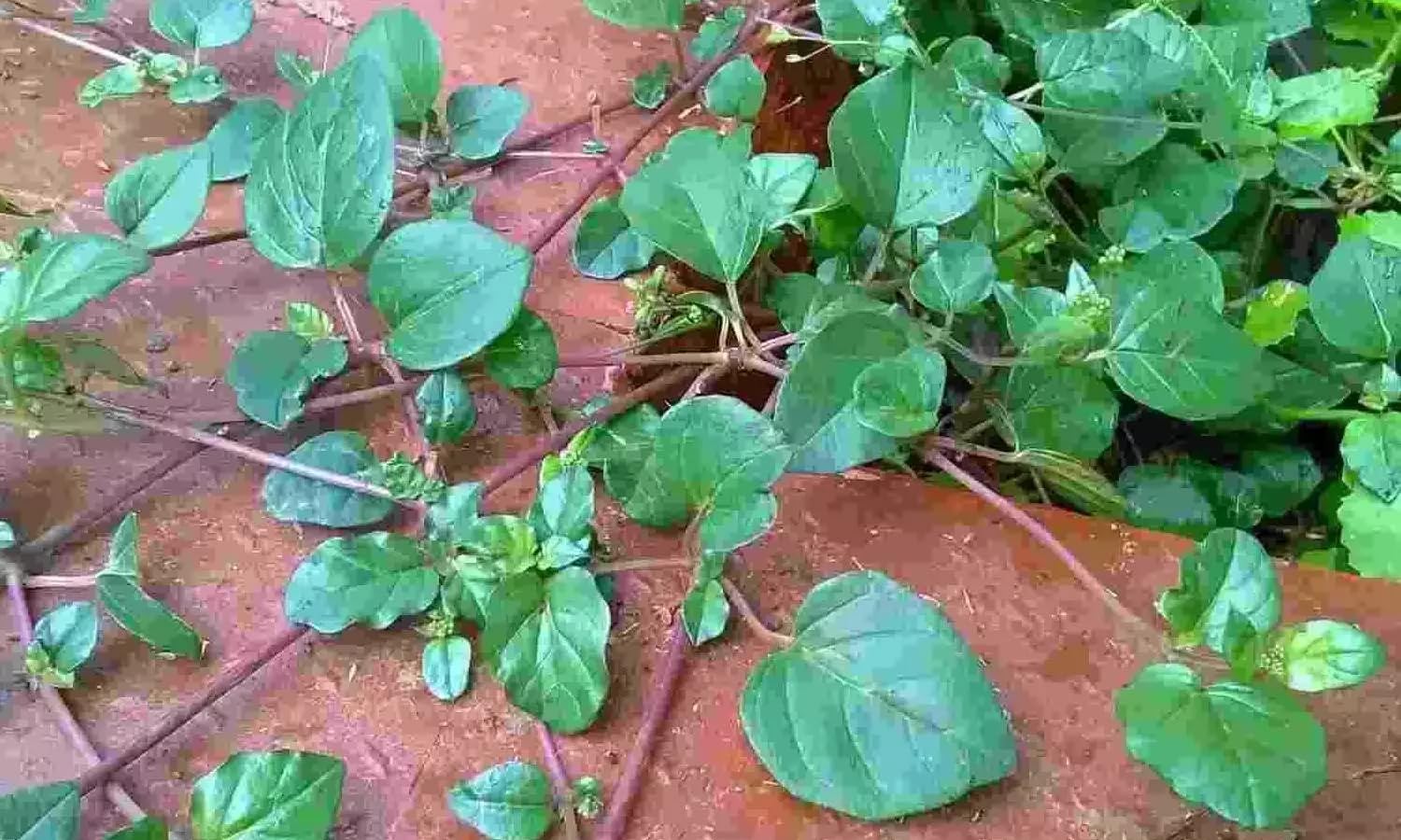 Mookirattai Keerai Dry Leaves 50gms Pack உலா்ந்த மூக்கிரட்டை இலை 50 கிராம் — Amazon image 2