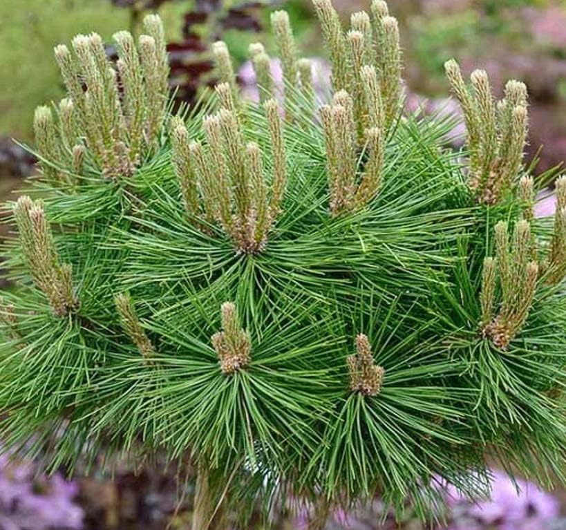 Pinus densiflora (Japanese Red Pine) Tree Seed, Conic-Ovoid Dark Brown Cones, You Choose The Quantity (5 Packs)