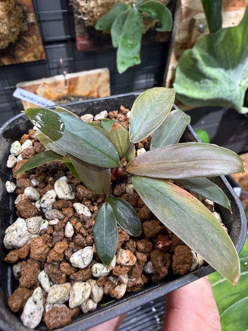 Homalomena sp."濡烏" 4株分 ホマロメナ A