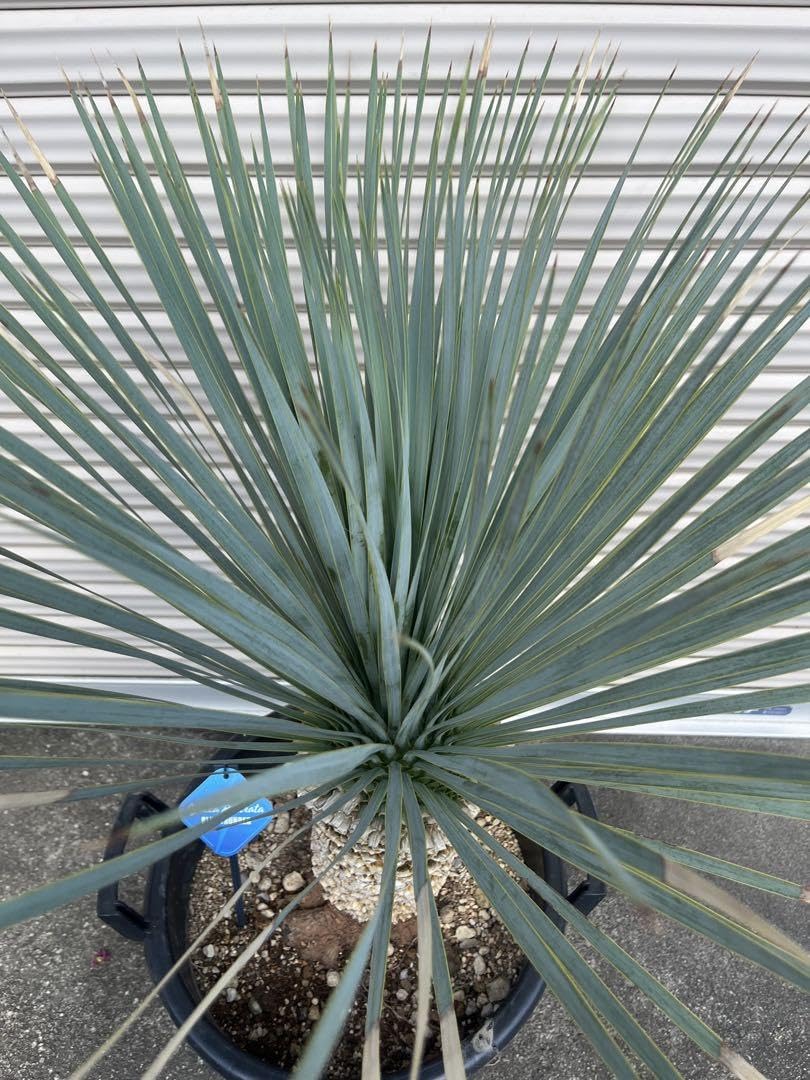 ユッカロストラータ ブルーサンダー タグ付き 【公式通販】