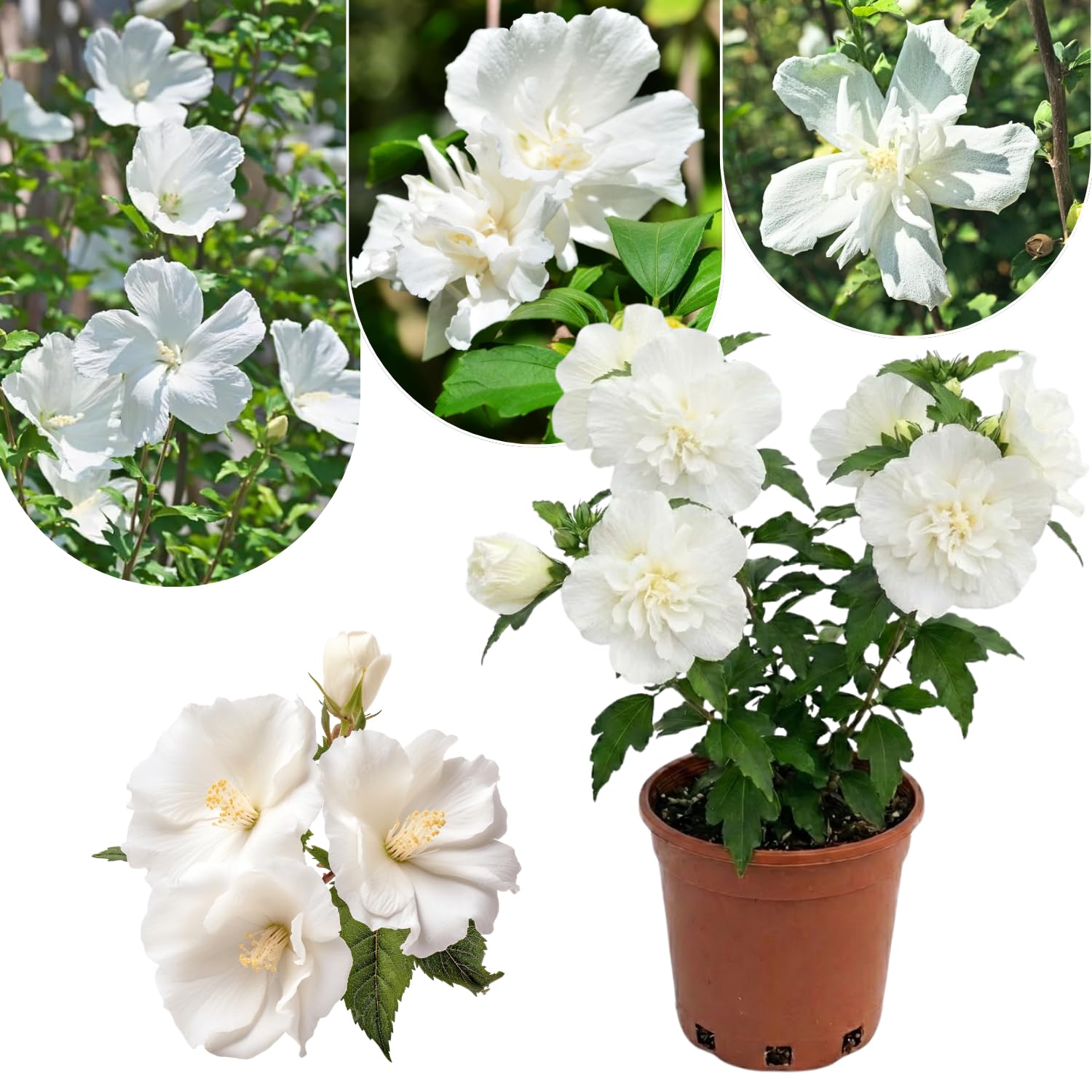 UIOTER White Rose of Sharon