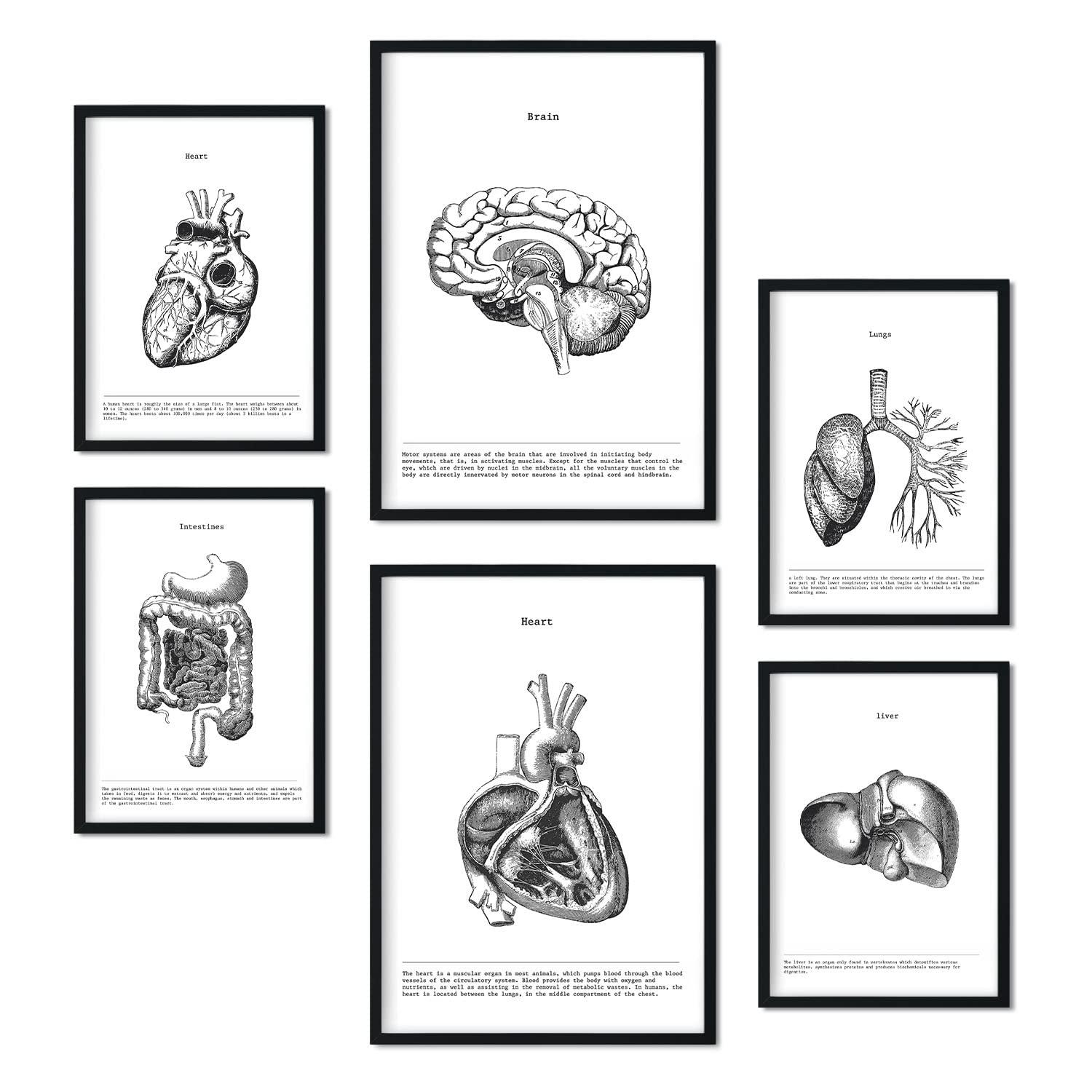 Nacnic Internal Organs Set Of 6 Posters Of Collection Of Plates With Aesthetic Collage For Interior Decoration. Sizes A3 And A4. Frameless.