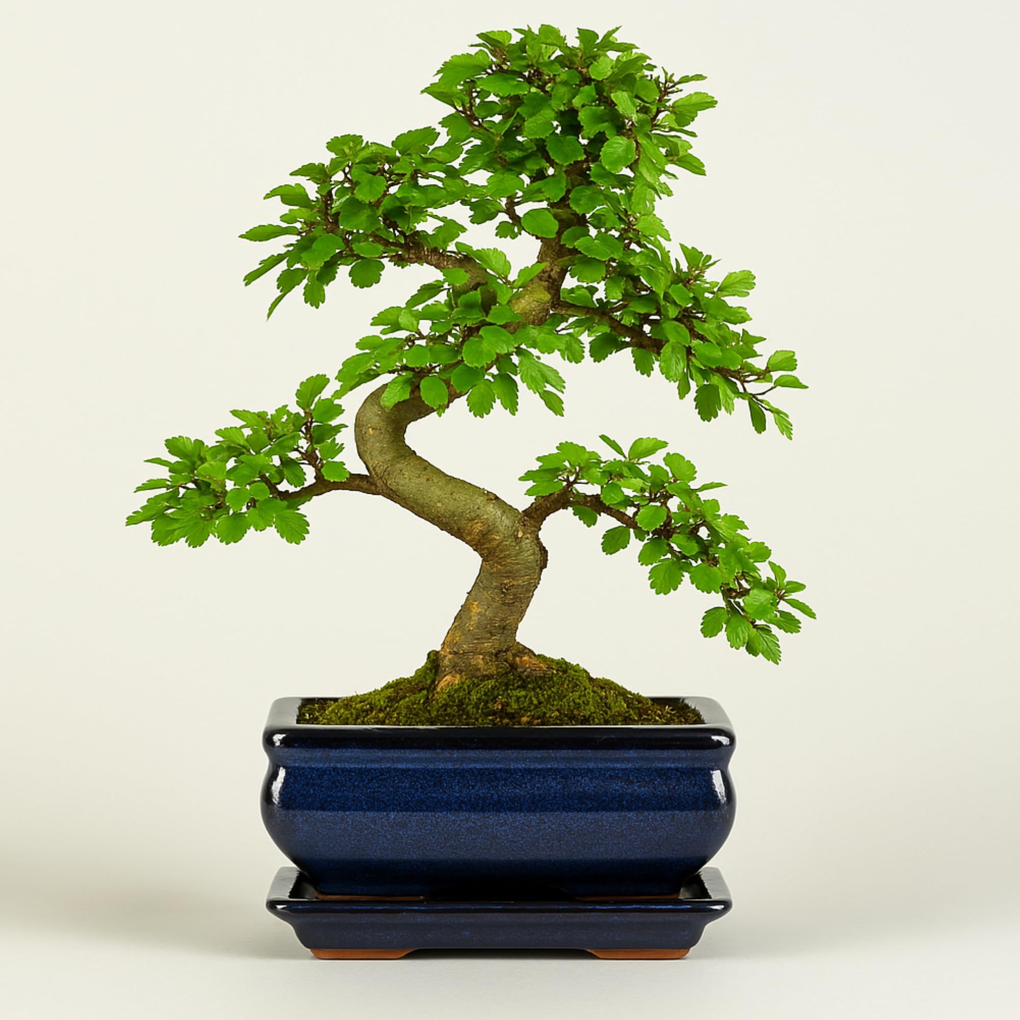 Chinesische Ulme Bonsai Baum, ca. 8-9 Jahre alt, 35-40 cm Hhe -  Pflegeleichter Indoor Bonsai fr Anfnger & Profis, Dekoratives  Zimmerpflanze, Ideal fr Bro & Zuhause : Amazon.de: Garten