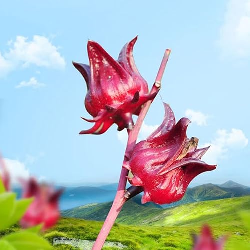 Miniatura 8 de Bolsas de té de hibisco, 50 bolsitas de té, 3.70 oz, 3.8 onzas, bolsa de té de flor de hibisco de alta calidad, cultivada de Yunnan, sin OMG, sin