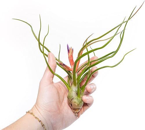 Air Plant Shop Bulbosa Belice - Plantas de aire grandes - Suculentas - Tillandsia vivo - Plantas de interior y exterior de fácil cuidado (paquete de