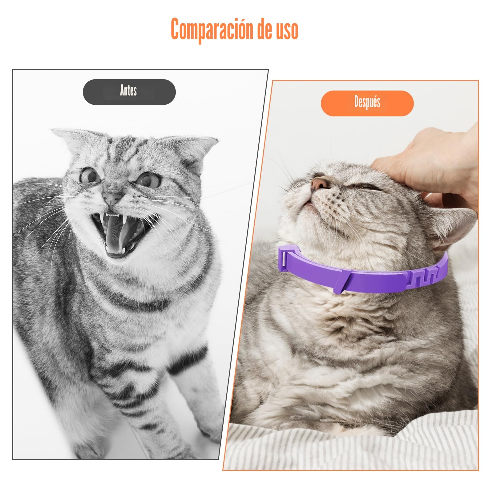 Collar calmante para gatos de 4 piezas, antiestrés natural con feromonas, color púrpura, talla ajustable y efecto 30 días, para gatitos y gatos adultos
