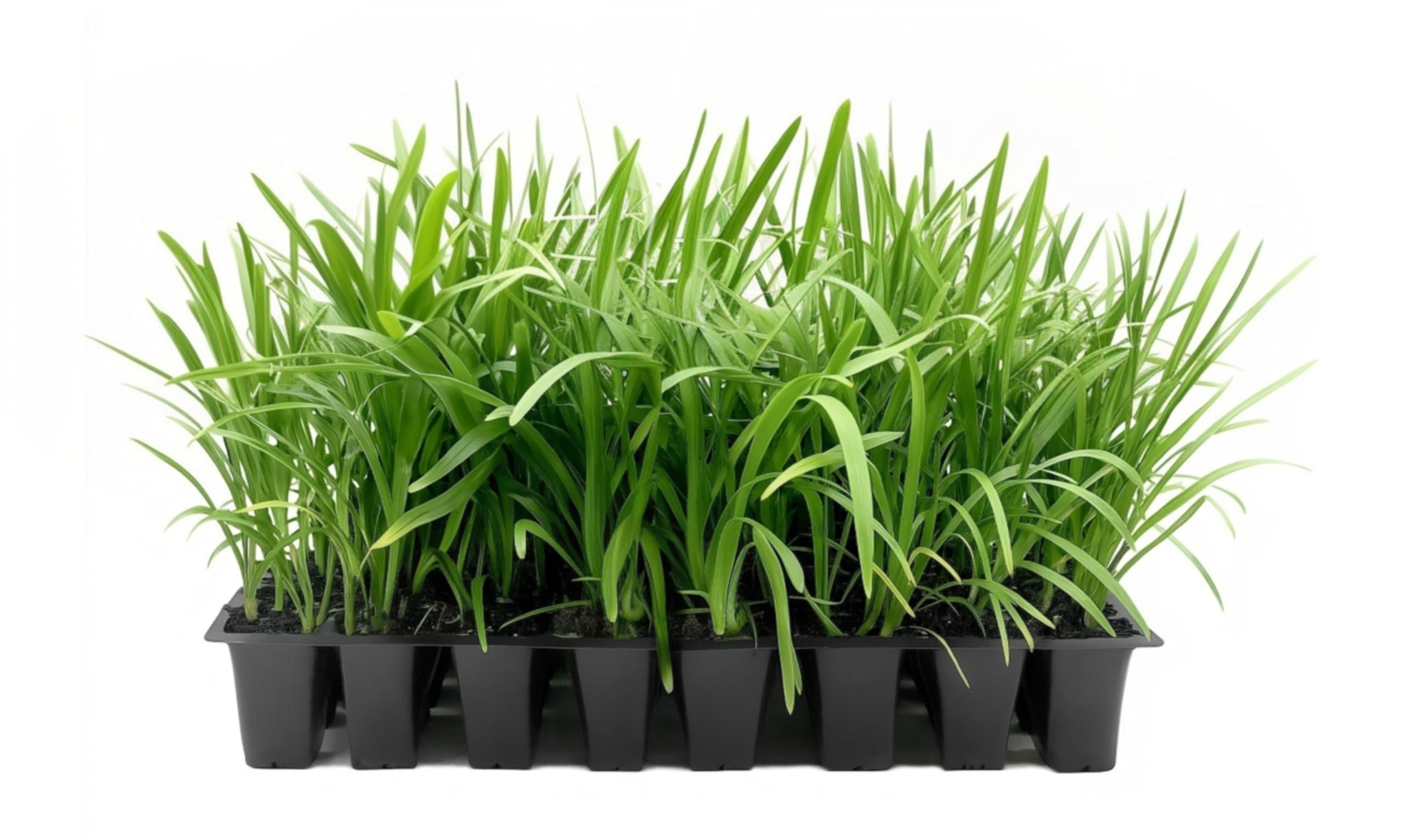 Blue Agapanthus Africanus Lily of the Nile 40 Plants