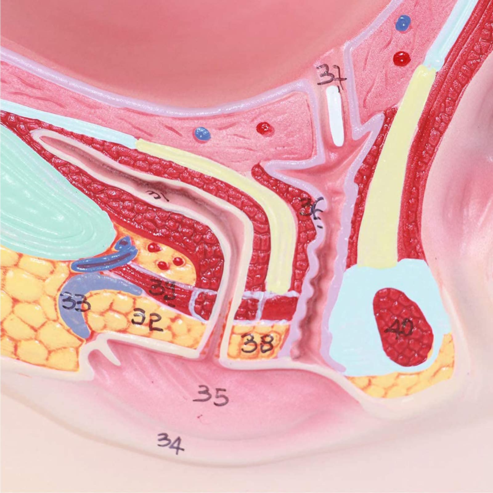 Medizinisches anatomisches schwangeres menschliches weibliches...