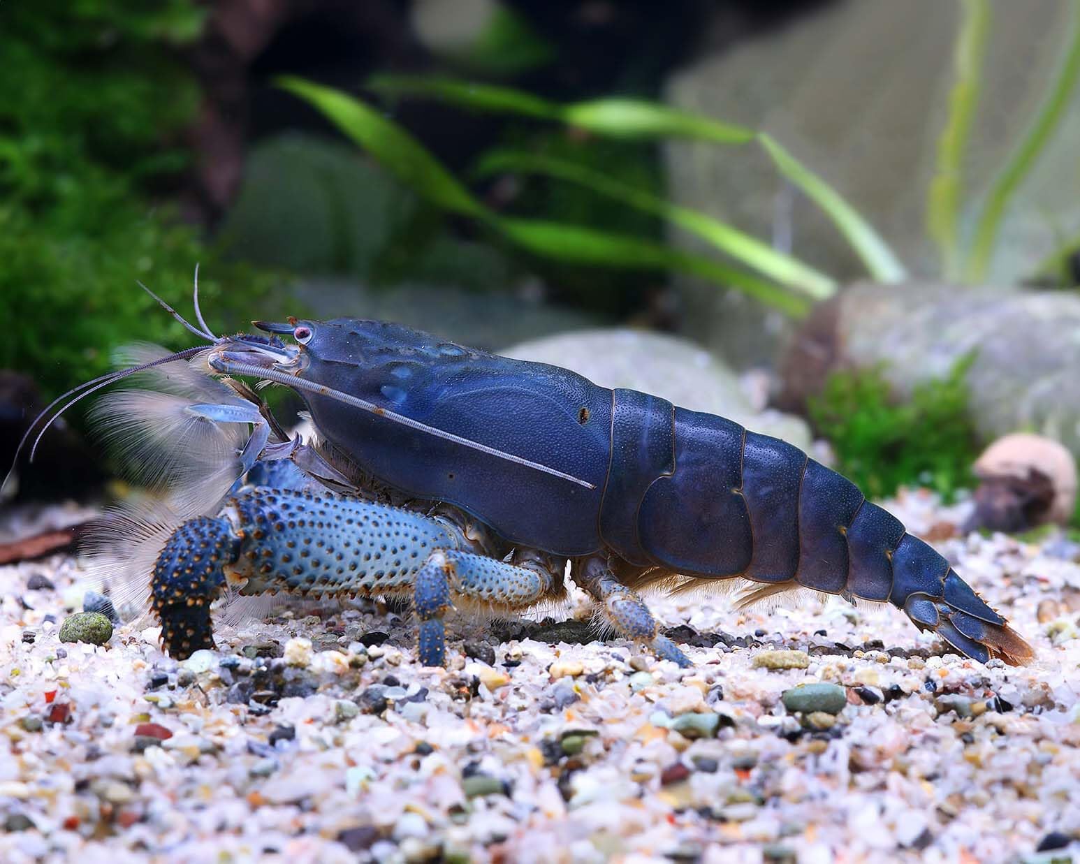Garnelen Fächergarnelen Set,Natürliche Filter - 2X Gabun (Atya gabonensis) + 3X Molukken (Atyopsis moluccensis) - Friedliche Aquarium Natürlicher Filter & Blickfang im Strömungsbecken