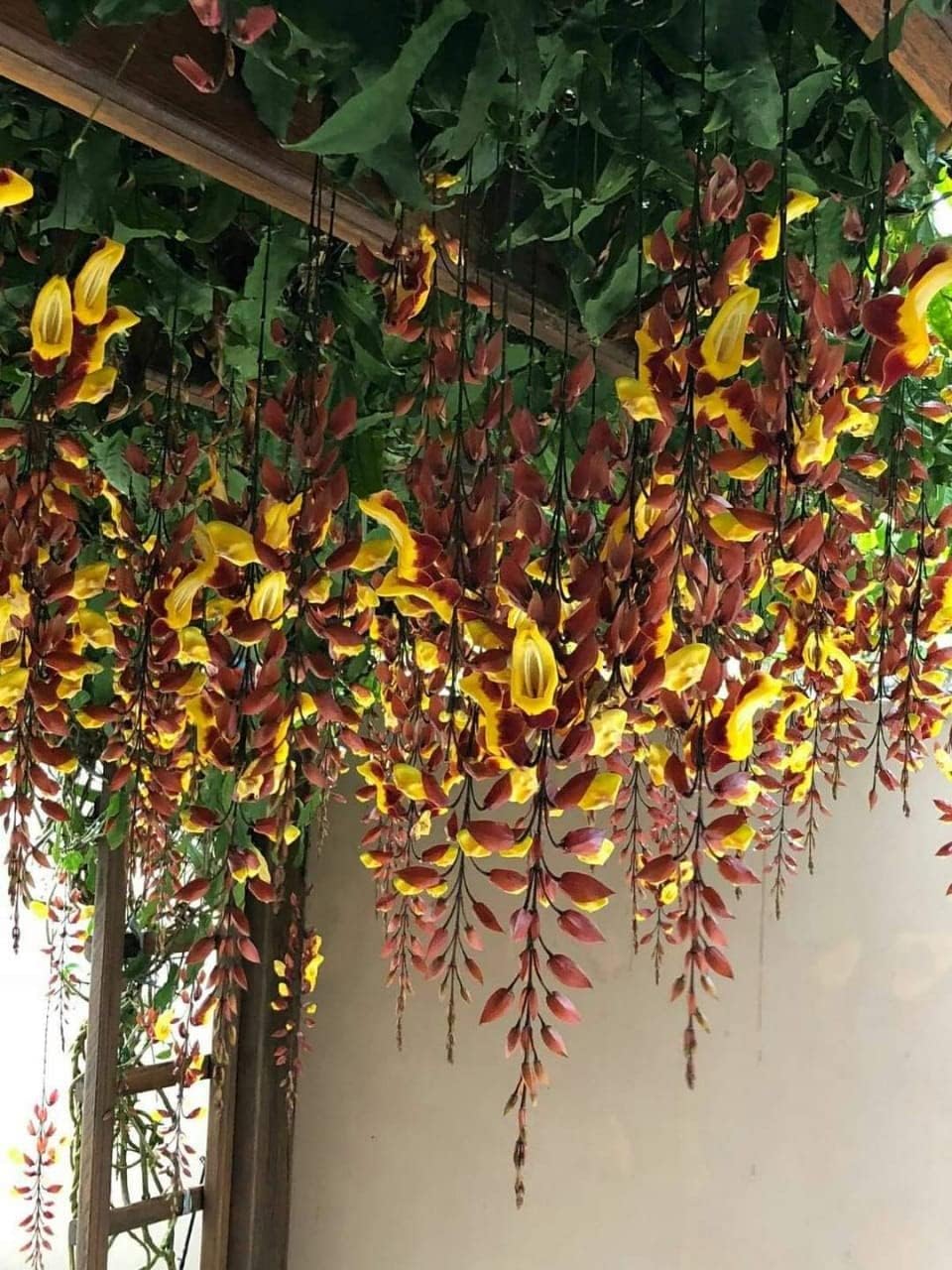 GREEN LINE Thunbergia Mysorensis Clock Vine Creepers, Climbers Flowers Live Plant Indoor Outdoor Living Plants Thunbergia Mysorensis Plants (Pack of 1) (B0CT3KZ9KR) Amazon Price History, Amazon Price Tracker