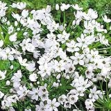 White Allium neapolitanum Flower Bulbs - 25 Bulbs per Pack - Pleasantly Scented - Attracts Butterflies and Hummingbirds - Deer Resistant - Good as Cut Flowers - Perennializing - Grow Live Plants