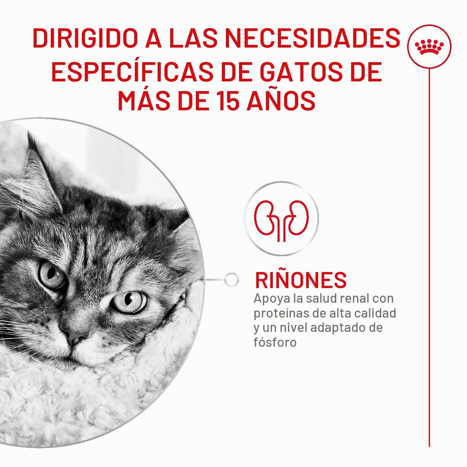 ROYAL CANIN AGEING 15+ | 4 kg | Alimento seco para Gatos Mayores de 15 años | Fórmula con el HealthyAge7™ Complex | Contiene croquetas fáciles de Masticar