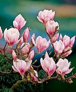 Magnolia Soulangeana Susan In Vaso 18cm - Pianta Da Fiore Per Giardino E Terrazzo - Foto 12