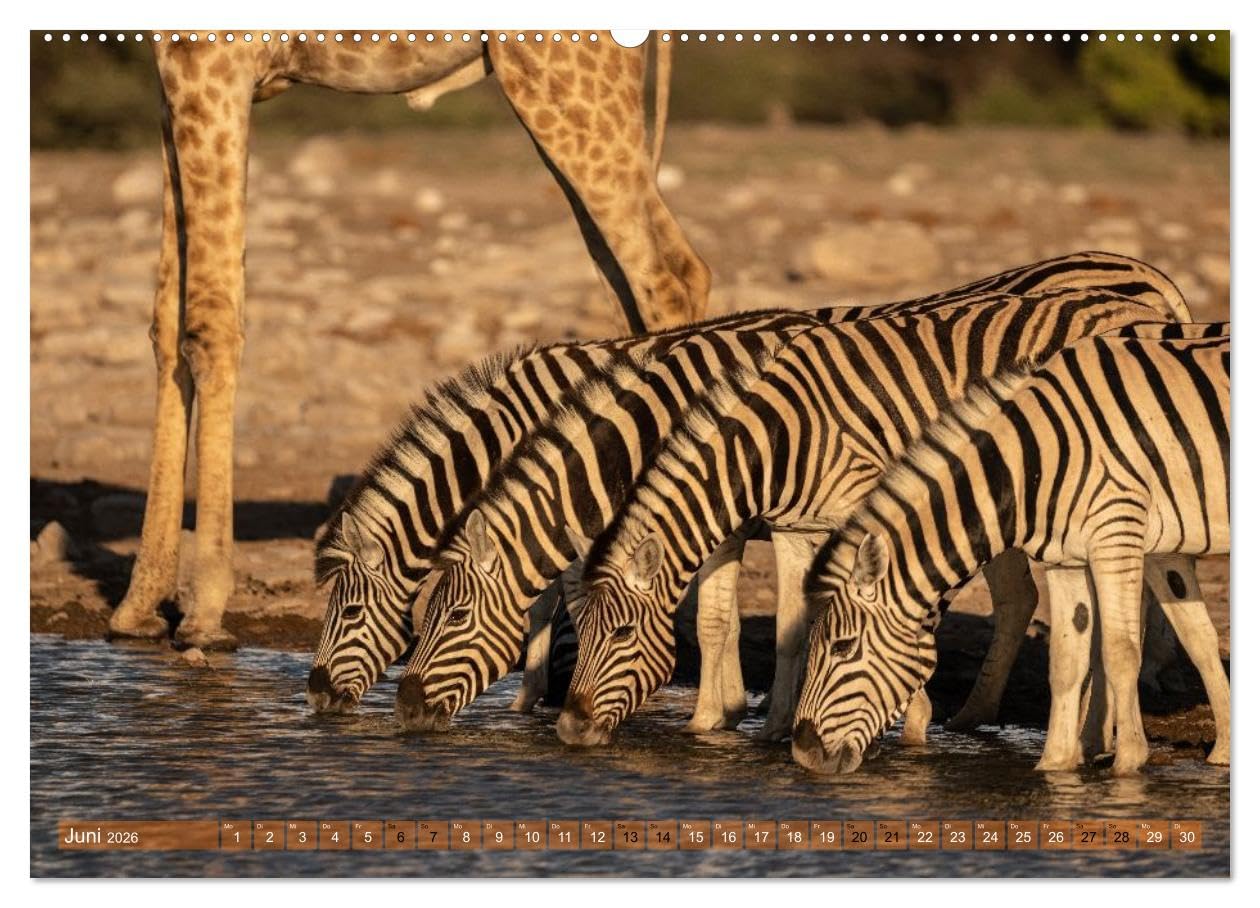 Das südliche Afrika 2026 (hochwertiger Premium Wandkalender 2026 DIN A2 quer), Kunstdruck in Hochglanz: Ein Kalender, der die Magie des südlichen Afrika einfängt (CALVENDO Orte)