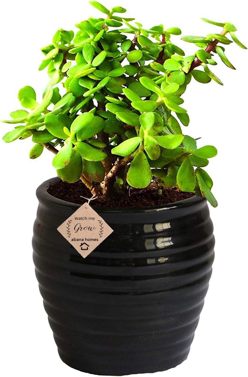 Abana Homes Indoor Plants For Living Room - Good Luck Jade in Ceramic Pot - Black