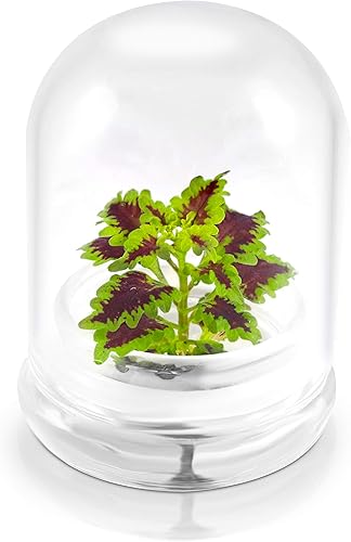 Terrario floral arcoíris - Crecimiento automático, sin mantenimiento, Coleus - Cúpula de 4 pulgadas