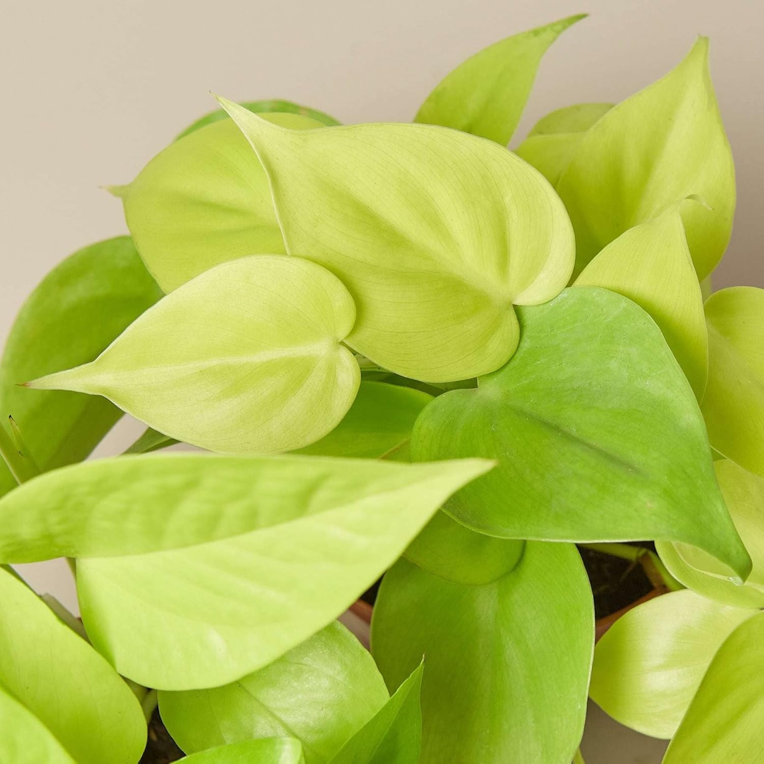 Pothos Neon Live Plant for Indoor | Different Houseplants in 4'' & 6'' Pot | Real House Plant for Living Room, Office, Desk & Bathroom | Neon Pothos | Epipremnum pinnatum
