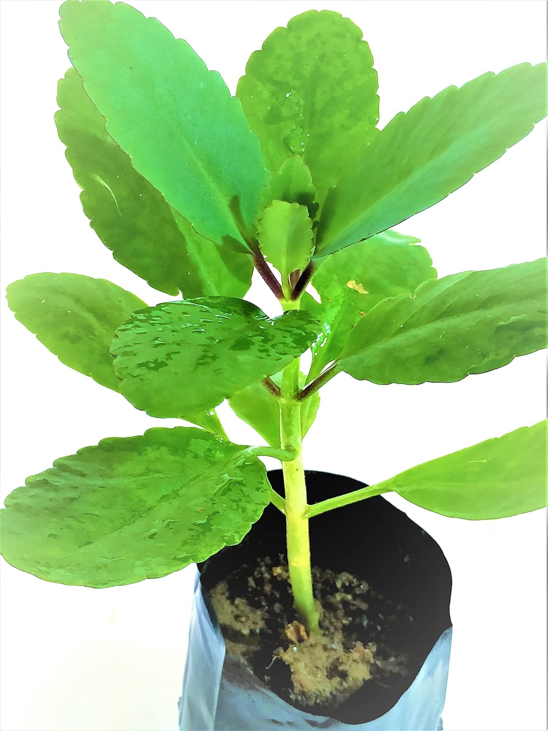 NATURE WORLD PREMIUM RARE IMPORTED ORGANIC AYURVEDIC HEALTHY LIVE