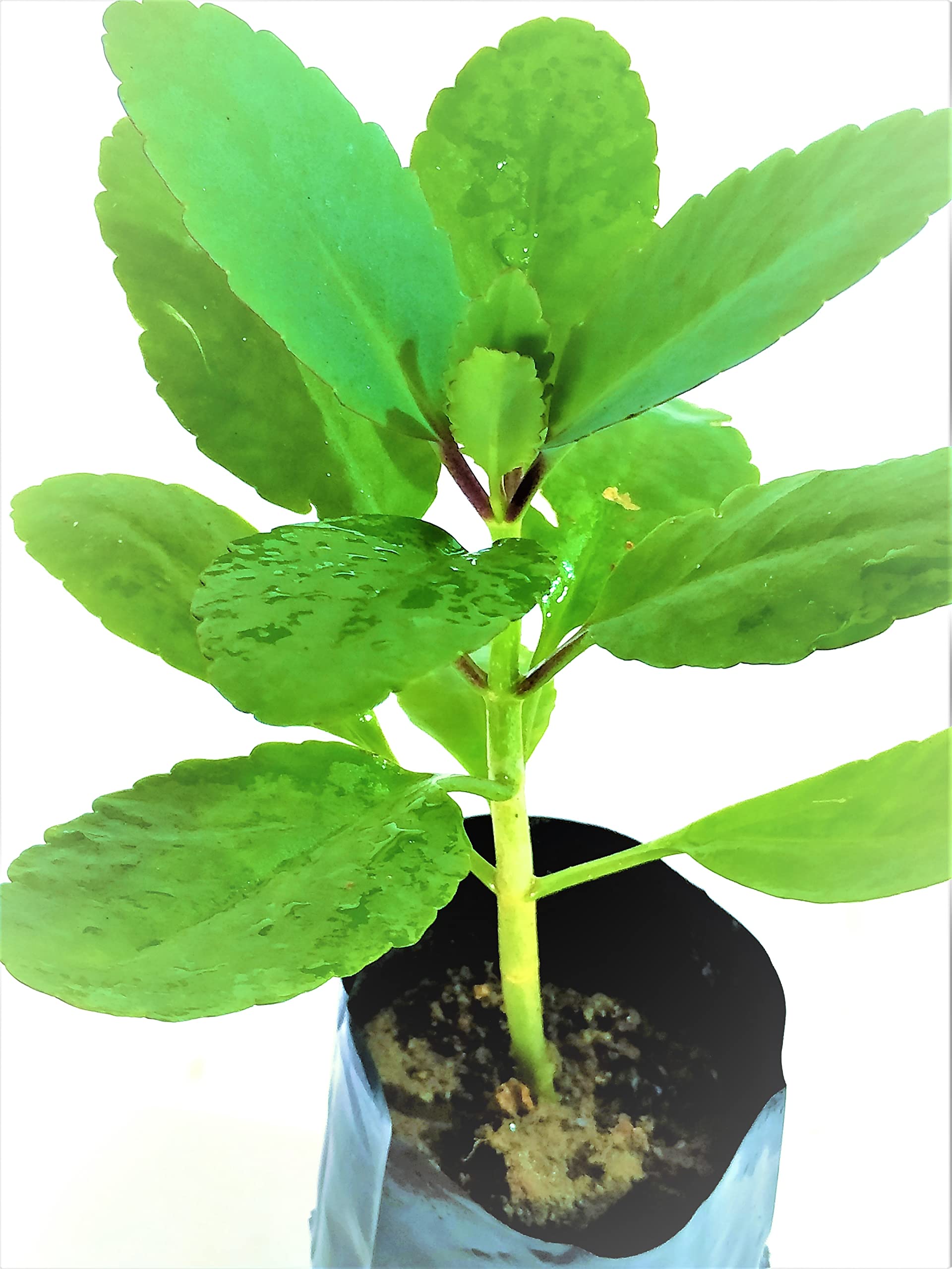 See full amazon price history chart for NATURE WORLD PREMIUM RARE IMPORTED ORGANIC AYURVEDIC HEALTHY LIVE KIDNEY STONE PLANT RANAPALA PLANT FOR KIDNEY PROBLEMS NATURE WORLD PREMIUM RARE IMPORTED ORGANIC AYURVEDIC HEALTHY LIVE KIDNEY STONE PLANT RANAPALA PLANT FOR KIDNEY PROBLEMS (B0BNZF8CSR) Amazon Price History, Amazon Price Tracker