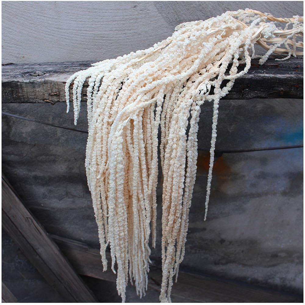 5Pcs Dried Preserved Amaranthus Hanging Flowers 35 Inches White Wisteria Vine Real Dried Flower for Wedding Bouquet Wall Decoration Home Decor