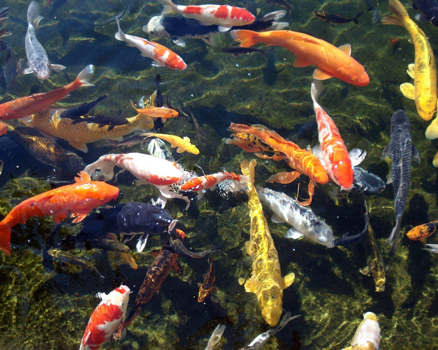 Prodac Pond Color Stick MANGIME 5 kg + 2.5 Carpe Koi Pesci Rossi