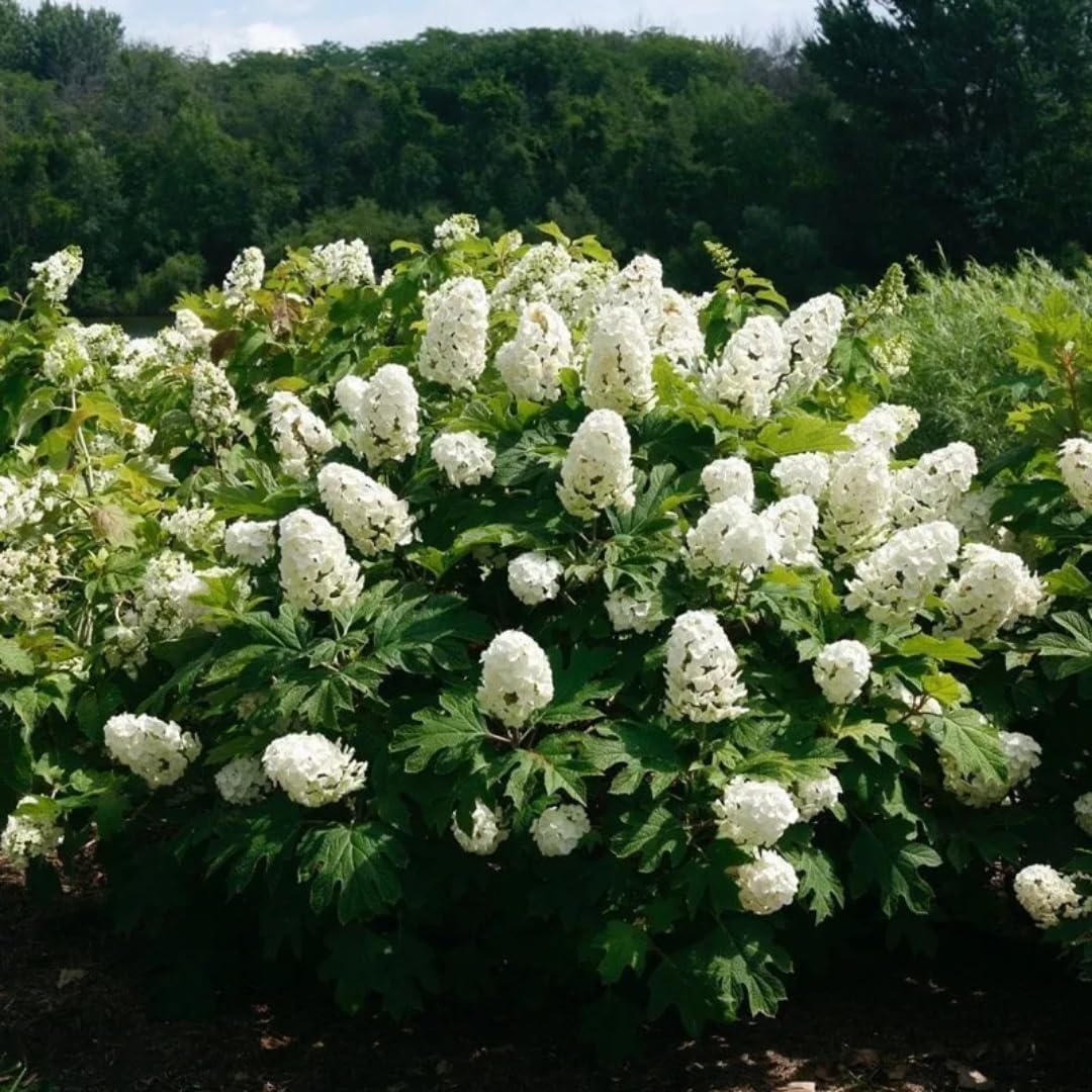 Set 2 Hydrangea Live Plants, Oak Leaf White Hydrangea Bushes Shrubs Trees Live Plants in 4” Pot, Live Hydrangea Well Rooted for Planting
