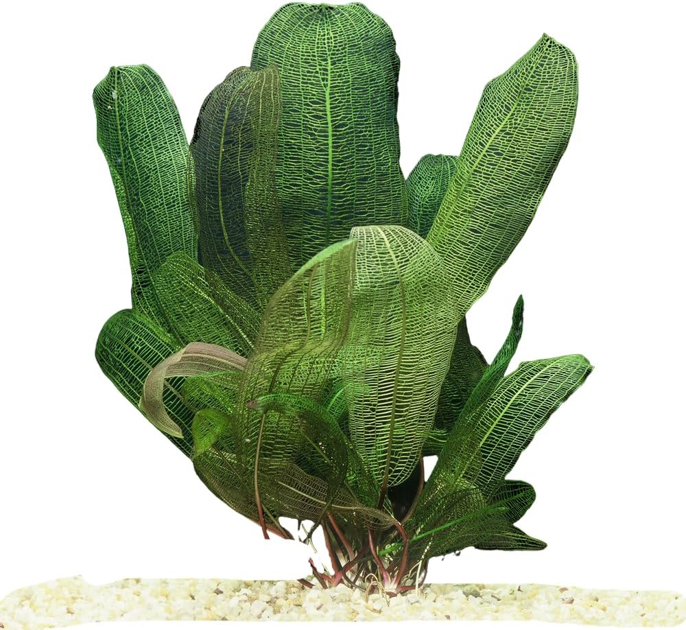 Exquisite Madagascar Lace Bulb (Aponogeton Madagascariensis) - Rare Aquatic Jewel for Freshwater Aquariums