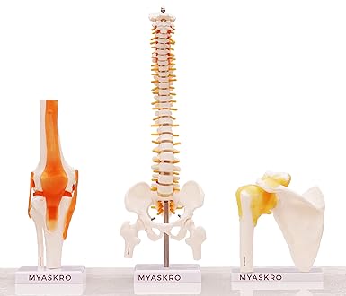 Myaskro - Spine Model, Knee Model, Shoulder Model, Premium Medical Quality, 95% Anatomical Accuracy