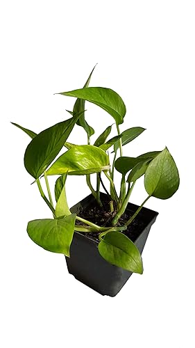 DeVos Farms Golden Pothos - Epipremnum - Devil’s Ivy - Bare Root - Very Easy to Grow Indoor. Very Low Maintenance.