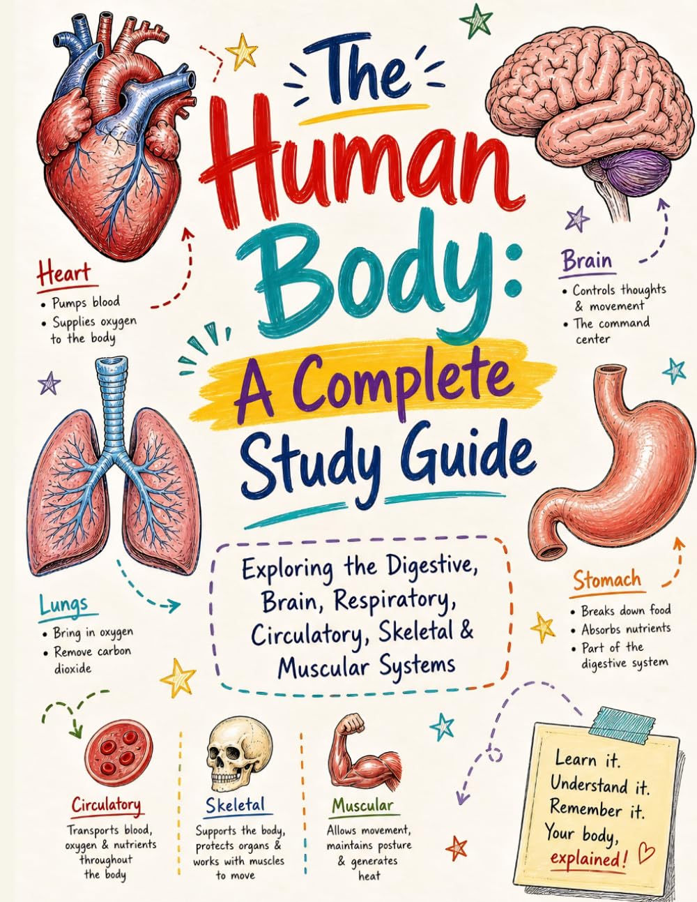 The Human Body A Complete Study Guide: Exploring the Digestive, Brain, Respiratory, Circulatory, Skeletal & Muscular Systems | An Engaging Doodle-Style Workbook for Kids & Beginners