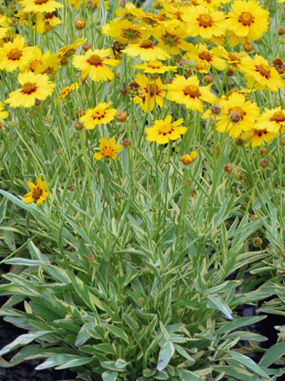 Perennial Farm Tequila Sunrise
